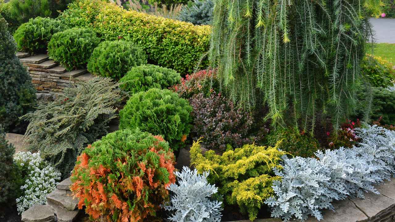 Можжевельник казацкий в ландшафтном дизайне с другими растениями фото